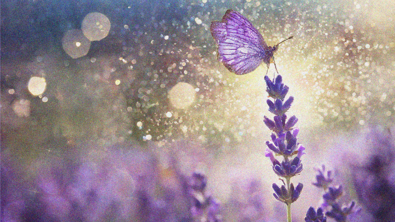 The Power of Peace Essential Oil Blend in Life Transitions