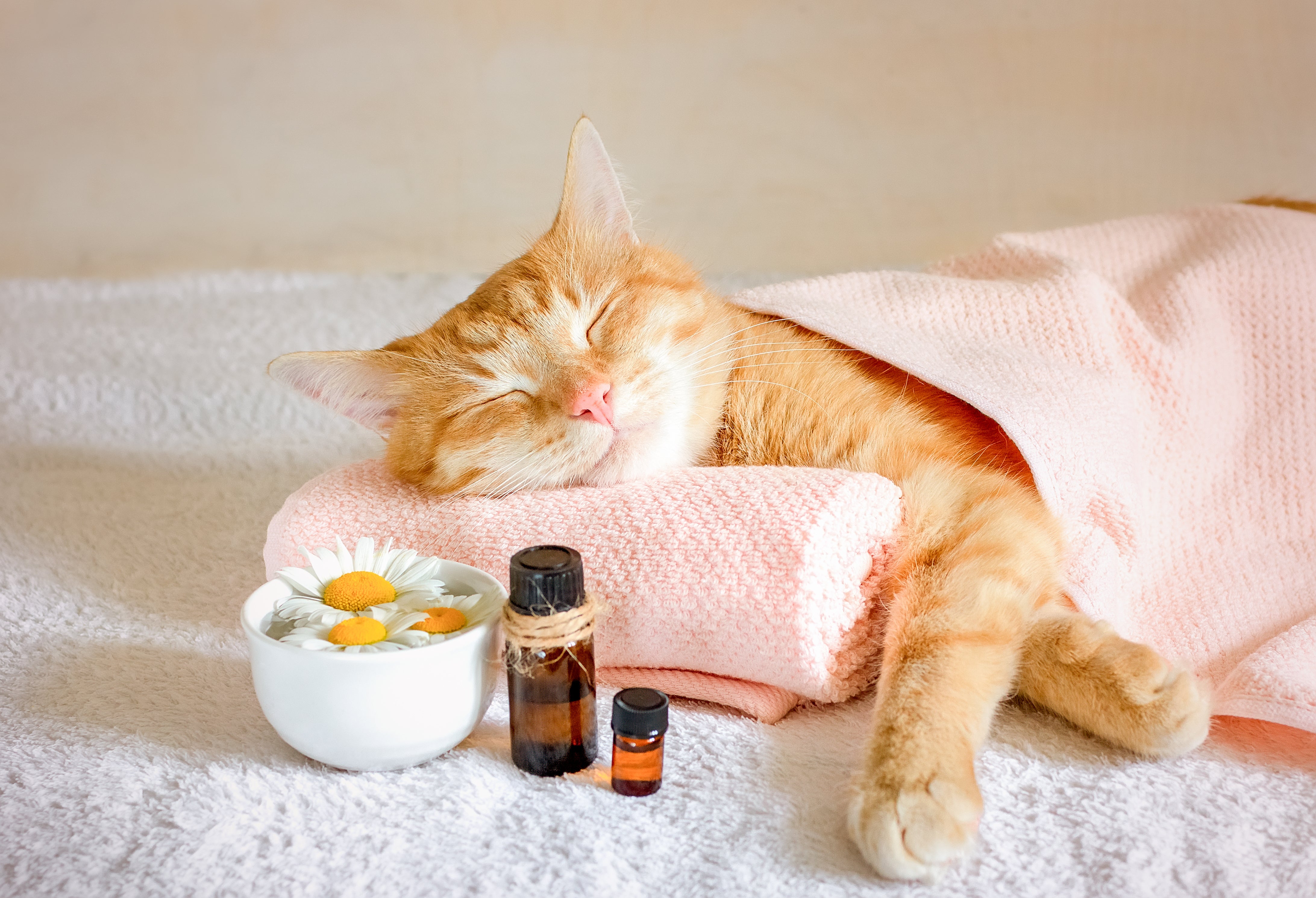 Natural Healing for Dogs and Cats, part 1