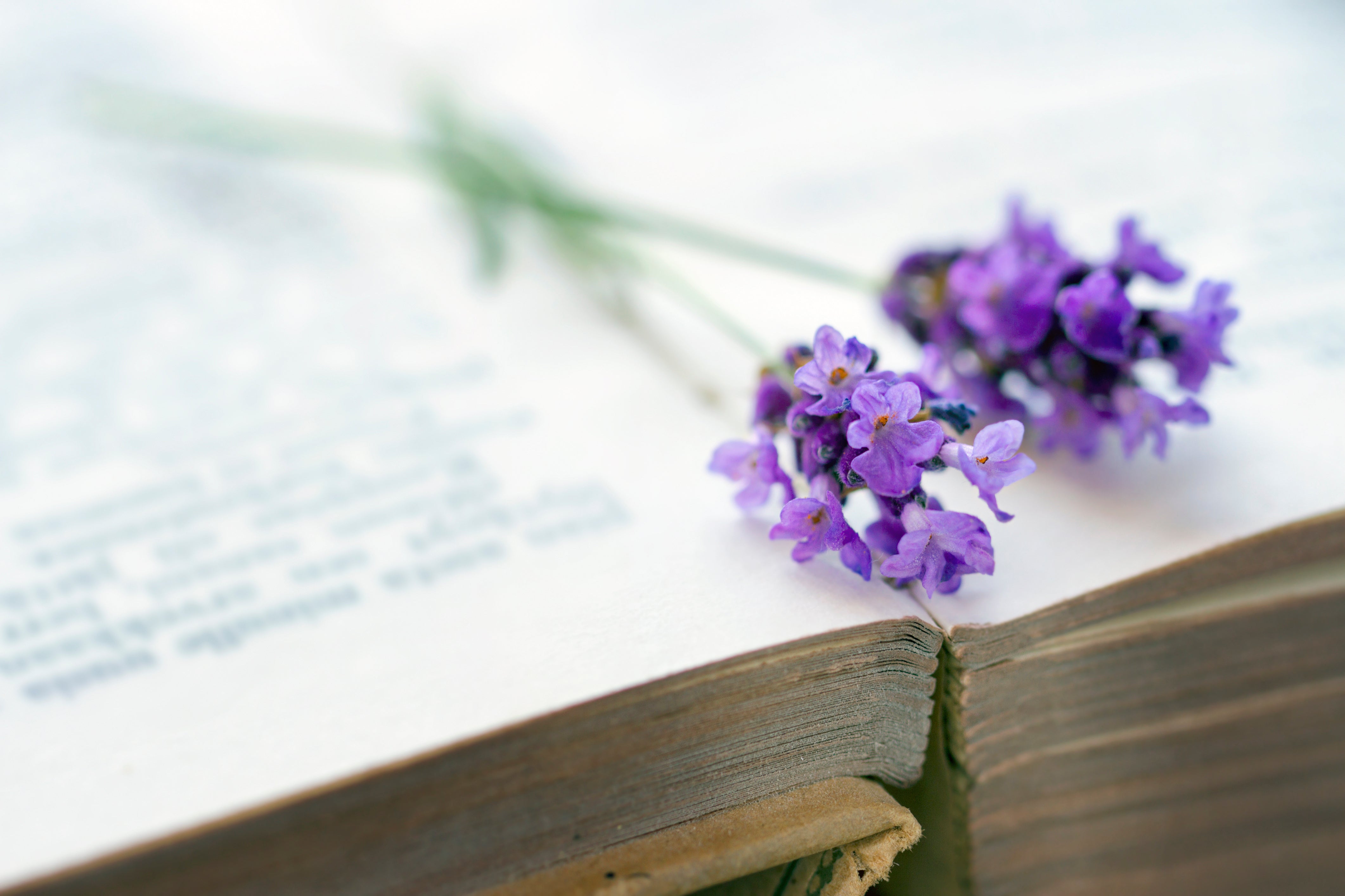 Aurelia Essential Oils Launches AEO Aroma Talk: A New Service to Discover the Power of Essential Oils